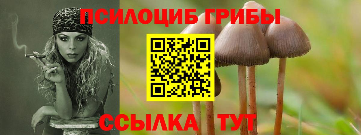 Орск  Галлюциногенные грибы Cubensis  Вход с VPN 